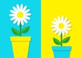 White daisy chamomile icon set. Flower pot. Cute plant collection. Love card. Camomile Growing concept. Flat design. Bright blue y Royalty Free Stock Photo