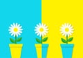 White daisy chamomile icon. Three flower pot set. Cute plant collection. Love card. Camomile Growing concept. Flat design. Bright