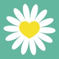 White daisy chamomile icon. Yellow heart center. Cute flower plant collection. Valentines day Love card. Camomile Growing concept Royalty Free Stock Photo