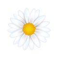 White daisy chamomile isolated on white background. Realistic 3d flower top view. Vector illustration for design, print, web Royalty Free Stock Photo