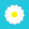 White daisy chamomile marguerite icon. Cute flower plant collection. Love card. Camomile icon Growing concept. Flat design. Blue b Royalty Free Stock Photo