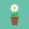 White daisy chamomile in pot. Cute flower plant collection. Love card. Camomile icon Growing concept. Flat design. Green backgroun Royalty Free Stock Photo