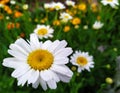 White daisy at close range. Summer flowers - daisies. Royalty Free Stock Photo