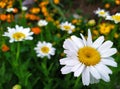 White daisy at close range. Summer flowers - daisies. Royalty Free Stock Photo
