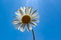 White daisy close-up Royalty Free Stock Photo