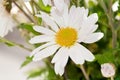 White Daisy close up Royalty Free Stock Photo