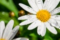 White daisy close-up and dew Royalty Free Stock Photo