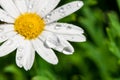 White daisy close-up and dew Royalty Free Stock Photo