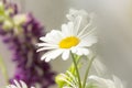 White daisy close-up in soft focus. Fresh summer bouquet of beautiful delicate daisies Royalty Free Stock Photo