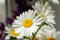 White daisy close-up in soft focus. Fresh summer bouquet of beautiful delicate daisies