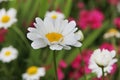 White Daisy close-upwhite Daisy close-up in a blooming flower garden in hot summer Royalty Free Stock Photo