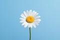 Flower daisy yellow nature summer plant blue white chamomile spring Royalty Free Stock Photo