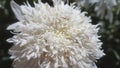 A white daisy