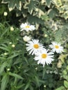 white daisy Royalty Free Stock Photo