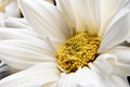 White daisy detail