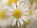white daisy dew Royalty Free Stock Photo
