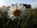 White daisy with dew drops , Straight-on shot of white daisy head with water droplets Royalty Free Stock Photo