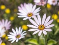 White daisy Dimorphotheca pluvialis flowers