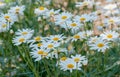 White Daisy Field In Garden
