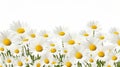 Uhd Daisy Field Isolated On White Background With Fine Detail