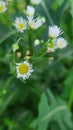 White daisy fleabane flowers in the wild