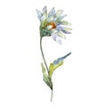 White Daisy. Floral Botanical Flower. Wild Spring Leaf Wildflower Isolated.