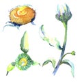 White daisy floral botanical flowers. Watercolor background illustration set. Isolated daisies illustration element. Royalty Free Stock Photo