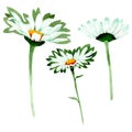 White daisy floral botanical flowers. Watercolor background illustration set. Isolated daisies illustration element. Royalty Free Stock Photo