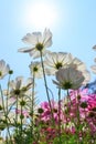 White daisy flower against blue sky