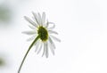 White daisy flower on the back side against the white background