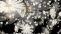 White Daisy flower with beautiful ethereal colours for ornamental, cosmos, wedding ceremony. Luxury decorations. Holiday