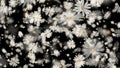 White Daisy flower with beautiful ethereal colours for ornamental, cosmos, wedding ceremony. Luxury decorations. Holiday