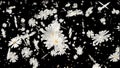 White Daisy flower with beautiful ethereal colours for ornamental, cosmos, wedding ceremony. Luxury decorations. Holiday