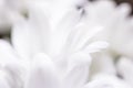 White daisy flower in bloom as floral art and beauty in nature, holiday background banner for luxury brand design Royalty Free Stock Photo