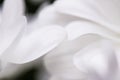 White daisy flower in bloom as floral art and beauty in nature, holiday background banner for luxury brand design Royalty Free Stock Photo