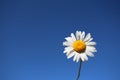 White daisy flower on a blue sky background nature Royalty Free Stock Photo
