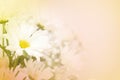 A white daisy flower on a blurred peach background. Royalty Free Stock Photo