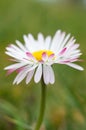 White daisy flower close up Royalty Free Stock Photo