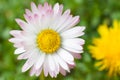 White daisy flower close up Royalty Free Stock Photo