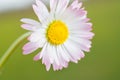 White daisy flower close up Royalty Free Stock Photo