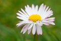 White daisy flower close up Royalty Free Stock Photo