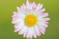 White daisy flower close up Royalty Free Stock Photo