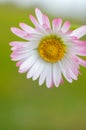 White daisy flower close up Royalty Free Stock Photo