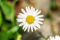 White daisy flower close-up Royalty Free Stock Photo