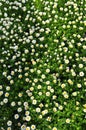 White daisy flower cluster
