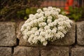 White daisy flower in the crack of old stone slab - concept of rebirth, faith, hope, new life