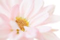 White Daisy Flower Daisies Floral Flowers Isolated Royalty Free Stock Photo