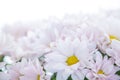 White Daisy Flower Daisies Floral Flowers Royalty Free Stock Photo