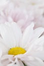 White Daisy Flower Daisies Floral Flowers Royalty Free Stock Photo