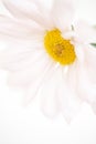 White Daisy Flower Daisies Floral Flowers Royalty Free Stock Photo